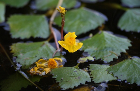 Südlicher Wasserschlauch (Utricularia australis) - © Emanuel Trummer